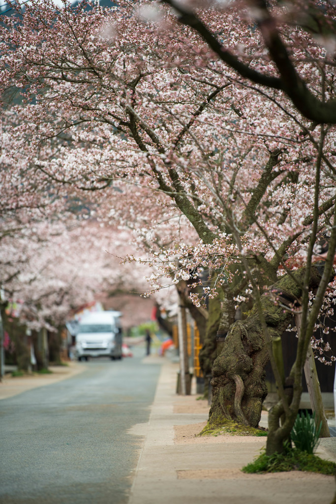 新庄がいせん桜１