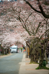 新庄がいせん桜１