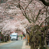 新庄がいせん桜１