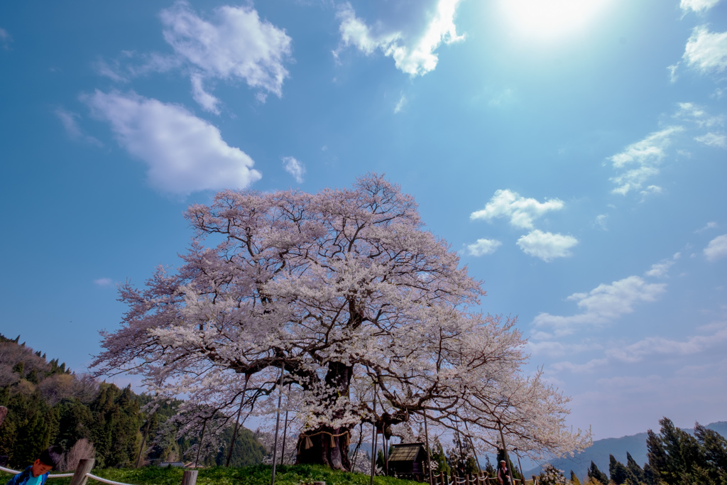 青い空と満開醍醐桜