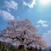 青い空と満開醍醐桜