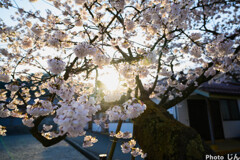 早朝の新庄村　凱旋桜