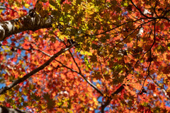 紅葉を見上げて