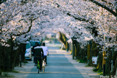 凱旋桜　人通りは少ない。