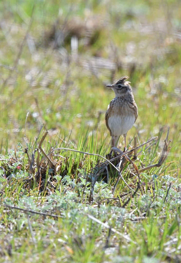 ヒバリは空高く