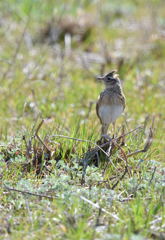 ヒバリは空高く