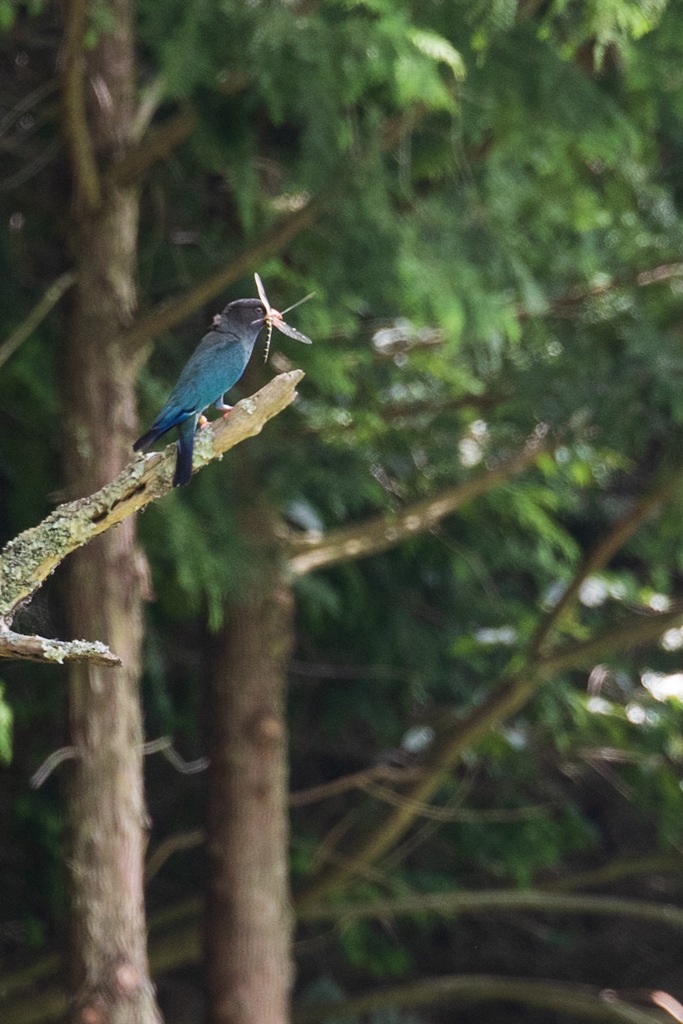 プッポウソウただいま子育て中