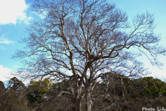 新葉の芽生え
