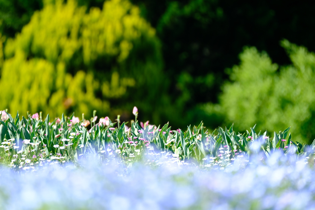 ネモフィラぼかしちゃいました。