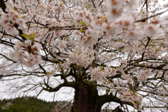 雨上がりの醍醐桜