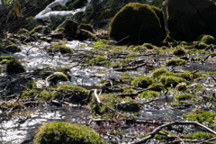 大山の雪解け水