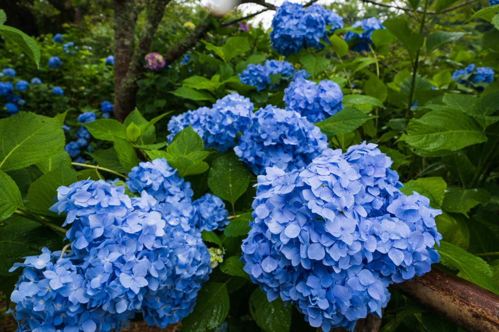 雨の日の紫陽花３