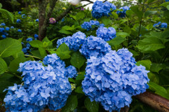 雨の日の紫陽花３