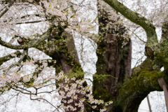 雨上がりの醍醐桜２