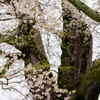 雨上がりの醍醐桜２