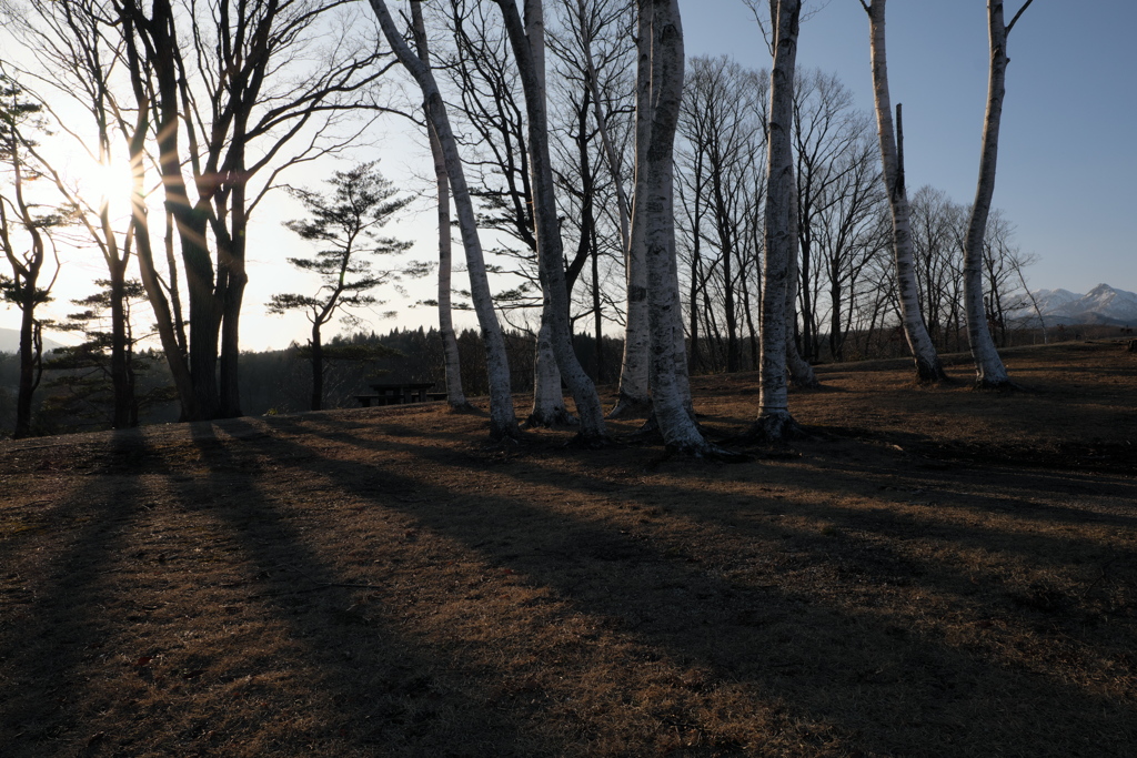 午後の光と白樺。