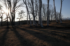 午後の光と白樺。