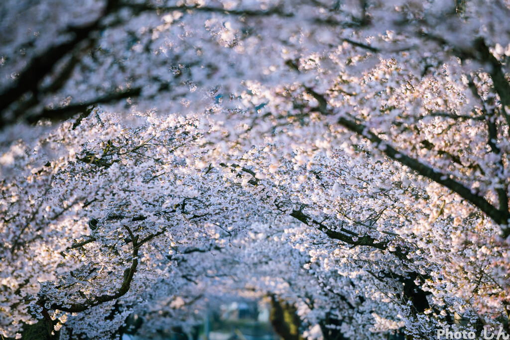 凱旋桜光が眩しい
