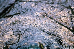 凱旋桜光が眩しい