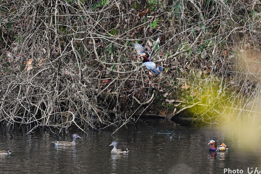 今年のオシドリ２