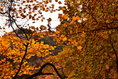 終わりかけの紅葉