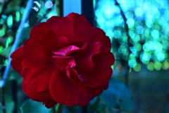 紅い花と光