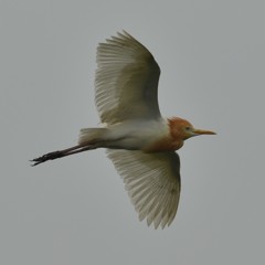 アマサギDSC_0142