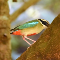 ヤイロチョウ