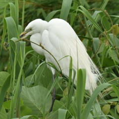 サギだぁ～！詐欺じゃないよ、鳥だよ。