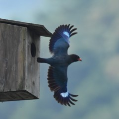 ブッポウソウ