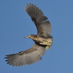 ササゴイの幼鳥？