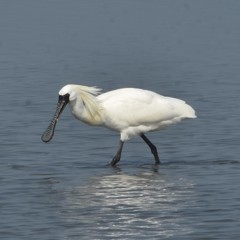 クロツラヘラサギ