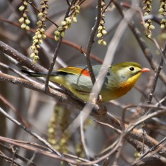 相思相愛ソウシチョウ？
