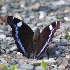 オイラだって休みたい時があるよ。ルリタテハ