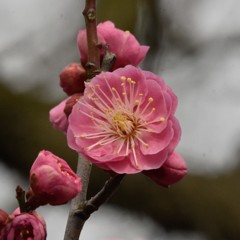 梅花じゃがね