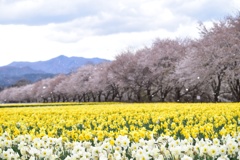 桜吹雪