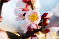 30.3.12梅6