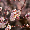 30.3.12梅1