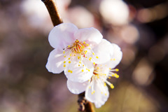 30.3.12梅5