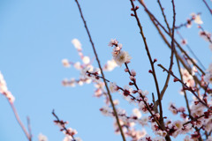 30.3.12梅3
