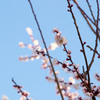 30.3.12梅3