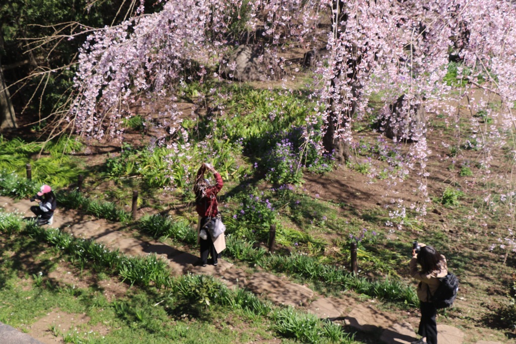 桜の下のカメラ女子たち