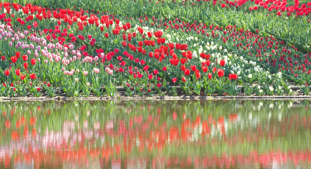 水面の花