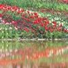 水面の花