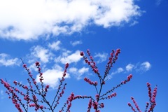 Blue Sky & Blossom
