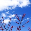 Blue Sky & Blossom