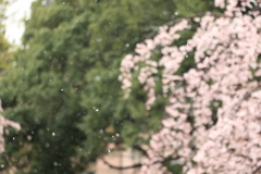 枝垂雪桜2