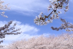 春空と桜