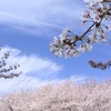 春空と桜