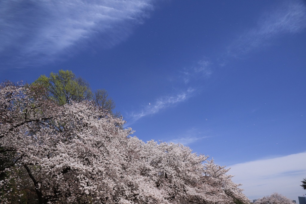 お花見日和☆